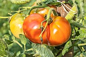 Tomato Merveille des Marchés
