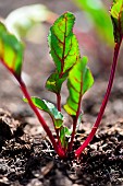 Red-ribbed beet (Beta vulgaris) seedlings in the vegetable garden