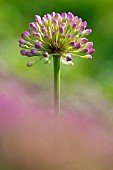 Society garlic (Tulbaghia violacea) flowers