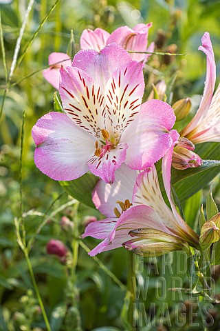 Peruvian_Lily_Alstroemeria_Summer_Break