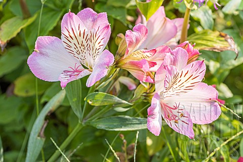 Peruvian_Lily_Alstroemeria_Summer_Break