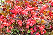 Begonia semperflorens Big Red Bronze Leaf F1, flowers