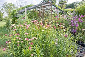 Helichrysum bracteata Mixed Melange, Cosmos bipinnatus, Potager de lEcole du Breuil, Paris , France