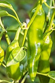 Long green bell pepper