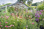 Helichrysum bracteata Mixed Melange, Cosmos bipinnatus, Potager de lEcole du Breuil, Paris , France