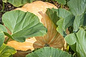 Giant squash, Cucurbita maxima Show King