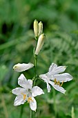 St-Brunos lily (Paradisea liliastrum), Pyrénées-Orientales, France