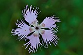 Fringed pink (Dianthus hyssopifolius) in bloom, Pyrénées-Orientales, France