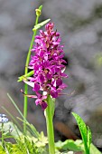 Reed orchid (Dactylorhiza majalis) in bloom, Pyrénées Orientales, France