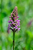 Fragrant orchid (Gymnadenia conopsea) in bloom in the Pyrénées-Orientales, France