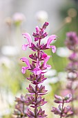 Woodland sage, Salvia nemorosa Sensation Rose, flowers