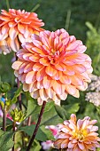 Dwarf dahlia, Dahlia Peaches & Vanilla, flower