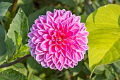 Ball Dahlia, Dahlia Sandra, flower