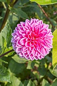 Ball Dahlia, Dahlia Sandra, flower
