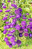 China Aster, Callistephus chinensis Bonita, flowers