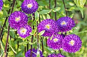 China Aster, Callistephus chinensis Bonita, flowers