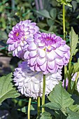 Dahlia Jemchoujinka, flowers