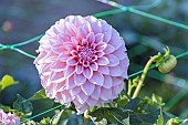 Dahlia Ryecroft Misty, flower