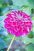 Dahlia Embassy, flower