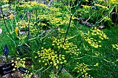 Fennel in bloom in the Arche de la Nature educational vegetable garden, Le Mans Métropole, Sarthe, France
