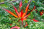 Chard Bright Lights, Chard with beautiful pink-red-yellow and green colors, very ornamental variety but also as tasty as the other classic varieties, Jardin potager pédagogique de lArche de la nature, Le Mans métropole, Sarthe, France