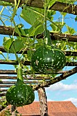 Gourds cucurbitaceae. Gourds du pelerin they were once used to carry water for pilgrims on their way to Santiago de Compostela. Jardin potager pédagogique de lArche de la nature, Le mans métropole, Sarthe, France