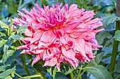 Giant Dahlia Belle of Barmera, Dahlia Belle of Barmera, Breeder: Simon (USA) 1987, flower