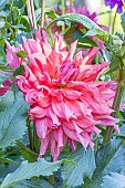 Giant Dahlia Belle of Barmera, Dahlia Belle of Barmera, Breeder: Simon (USA) 1987, flower