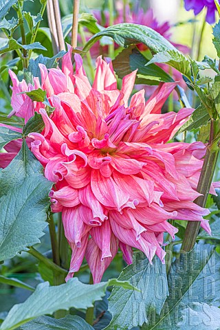 Giant_Dahlia_Belle_of_Barmera_Dahlia_Belle_of_Barmera_Breeder_Simon_USA_1987_flower