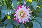 Dahlia Cha cha, Breeder : Frank AUS) 1965, flower