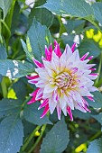 Dahlia Cha cha, Breeder : Frank AUS) 1965, flower