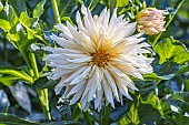 Dahlia Café de Paris, flower