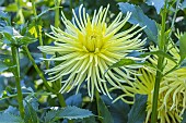 Dahlia Grysons Yellow Spider, Breeder : Gryson (BEL)1993, flower