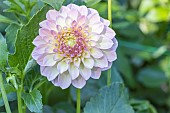 Dahlia Staburadze, Breeder : Zala (LET) 2013, flower