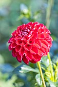 Dahlia Dorothee Ahrendt, Breeder : Panzer, Heinz (GER) 2015, flower