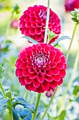 Dahlia Dorothee Ahrendt, Breeder : Panzer, Heinz (GER) 2015, flowers