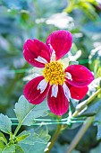 Dahlia Mary Evelyn, Breeder : Chambers (NZL) 1987, flower