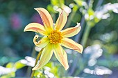 Windmill Dahlia Izarra, Dahlia Izara, flower