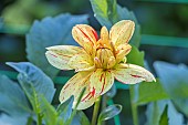 Dahlia Côte Fleurie, Breeder : Laurent (FRA 1980, flower