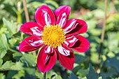 Dahlia Mary Evelyn, Breeder : Chambers (NZL) 1987, flower
