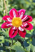 Dahlia Mary Evelyn, Breeder : Chambers (NZL) 1987, flower