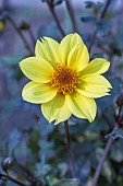 Dahlia Pollen, Breeder : Nova Flore (FRA) 2016, flower