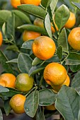 Calamondin (Citrofortunella × microcarpa) fruits on tree