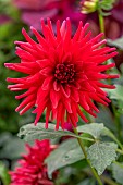 Red semi-cactus Dahlia