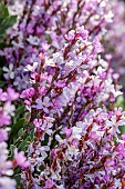 Grand statice (Limoniastrum monopetalum)