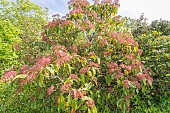 Cinnamon Leaved Viburnum, Viburnum cinnamomifolium