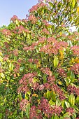 Cinnamon Leaved Viburnum, Viburnum cinnamomifolium
