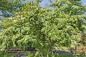 Japanese honeysuckle, Lonicera quinquelocularis