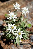 Alpine Edelweiss (Leontopodium alpinum Cass.) at the Lautaret botanical garden in Villar-dArene, France.