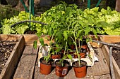 Planting tomatoes in a greenhouse, France, Pas de Calais, spring